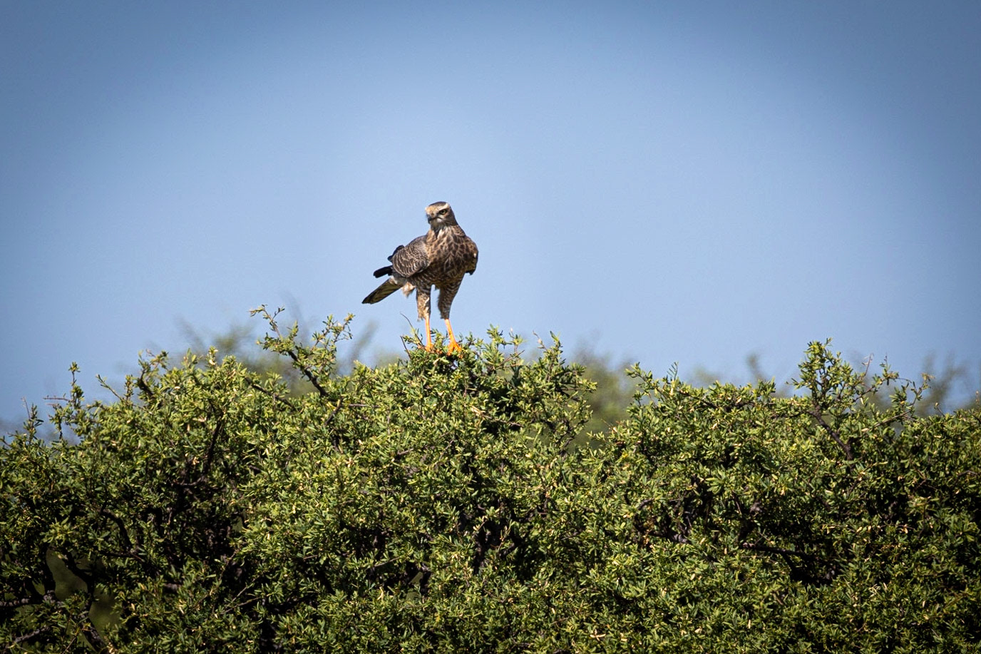 Buzzard ? ©McNairnPhotography