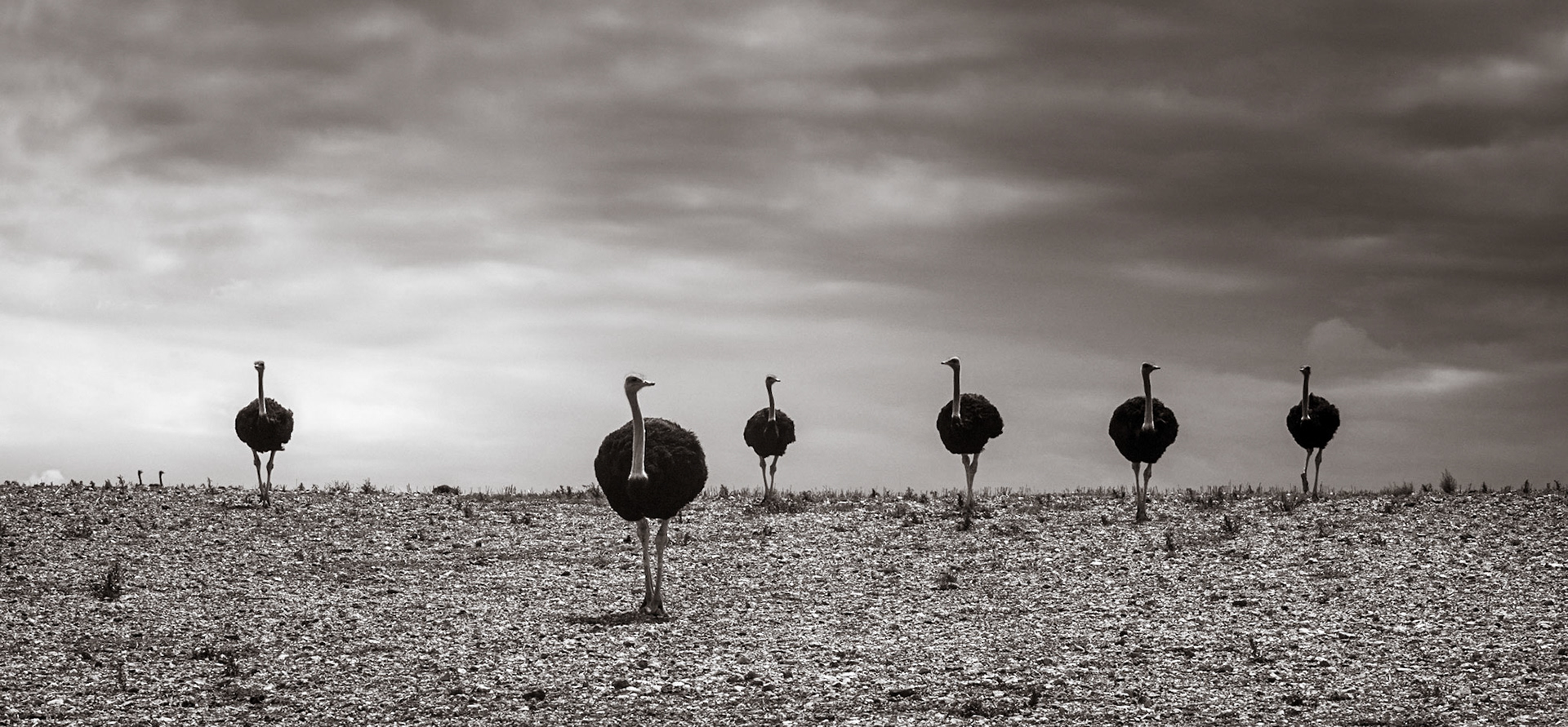 ©McNairnPhotography