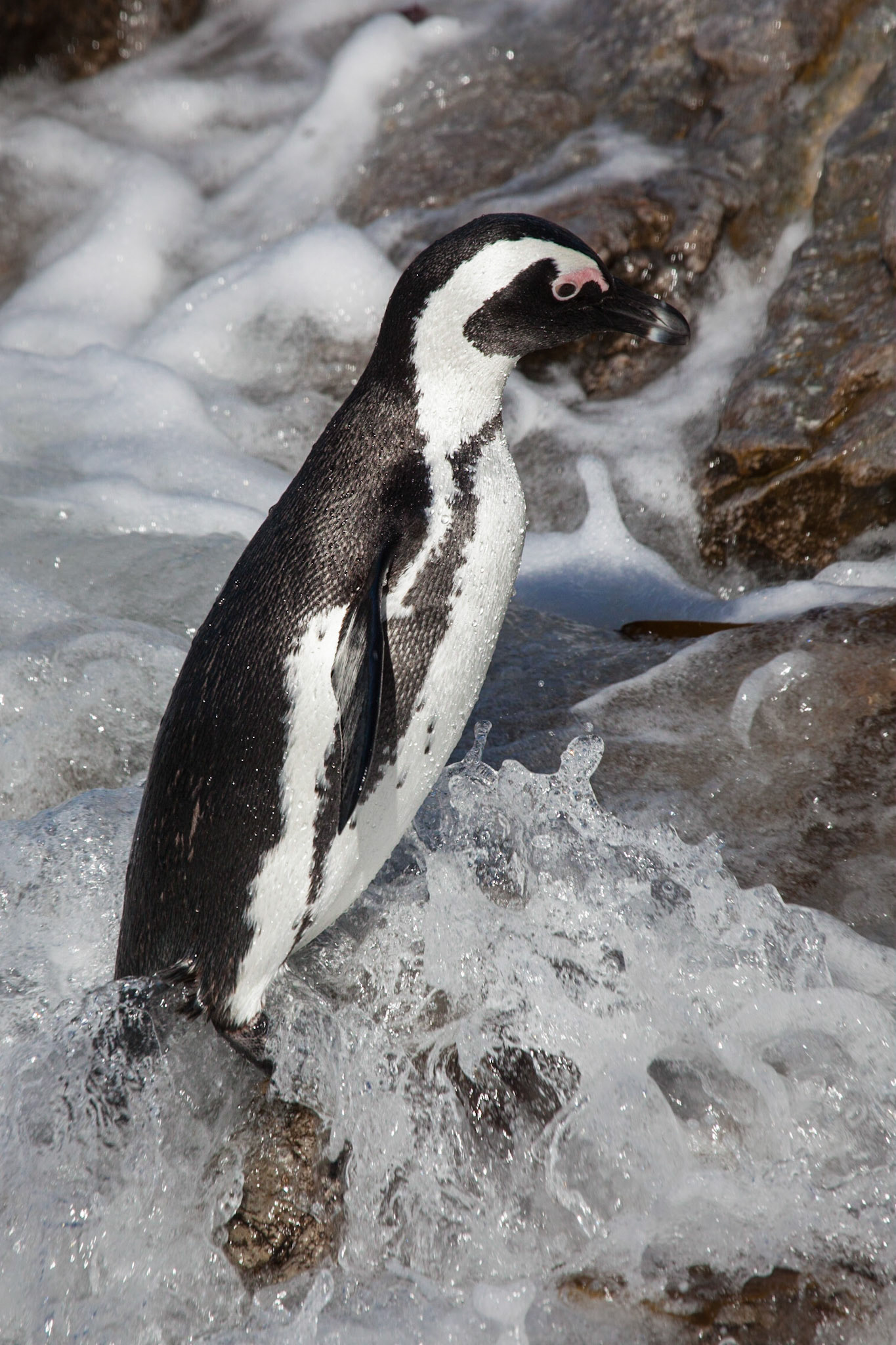 African Penguin © McNairnPhotography