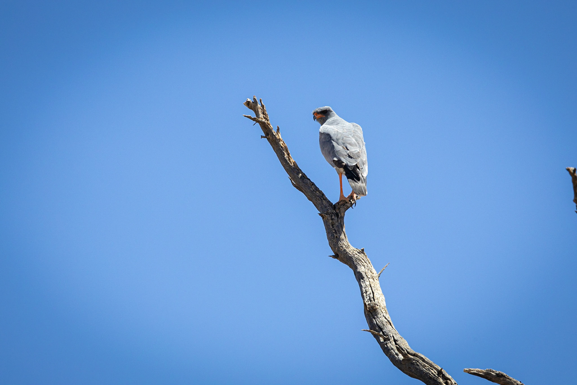 Pale Chanting Goshawk ©McNairnPhotography