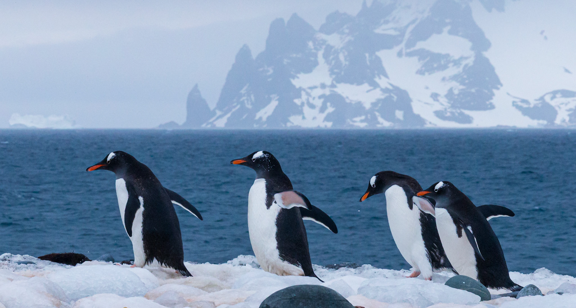 Gentoo Penguin ©McNairnPhotography