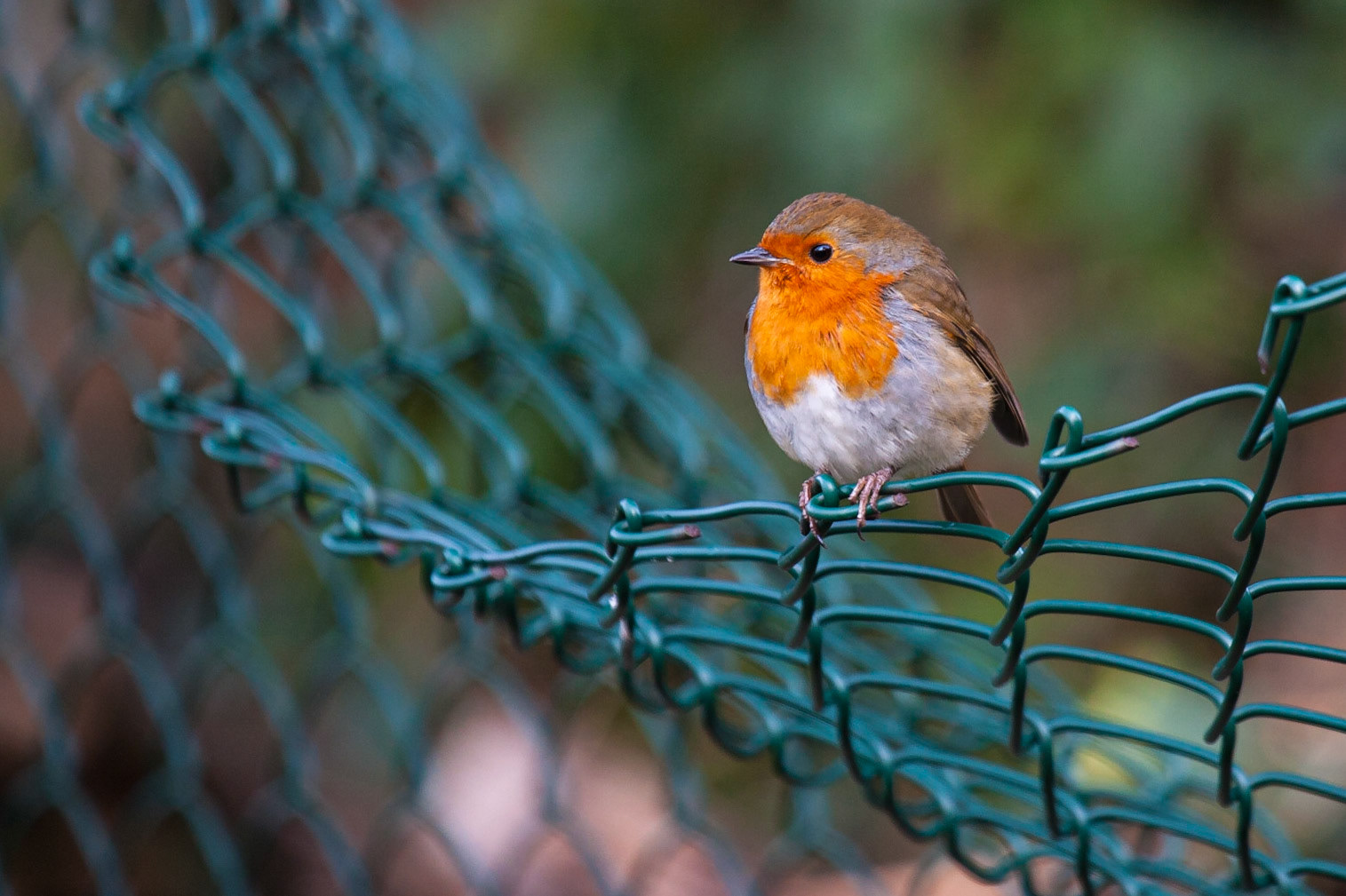 Robin ©McNairnPhotography