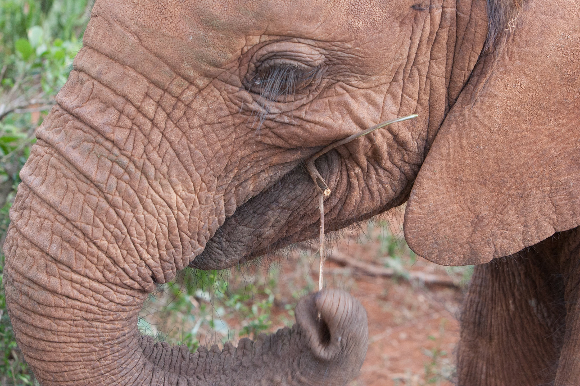 Sheldrick Wildlife Trust ©McNairnPhotography