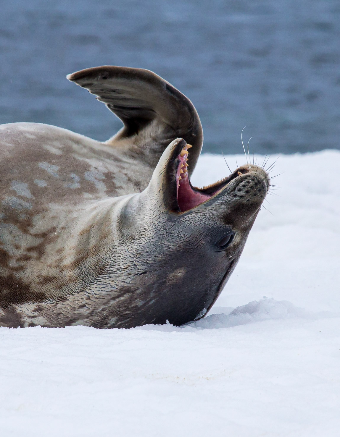 ©McNairnPhotography