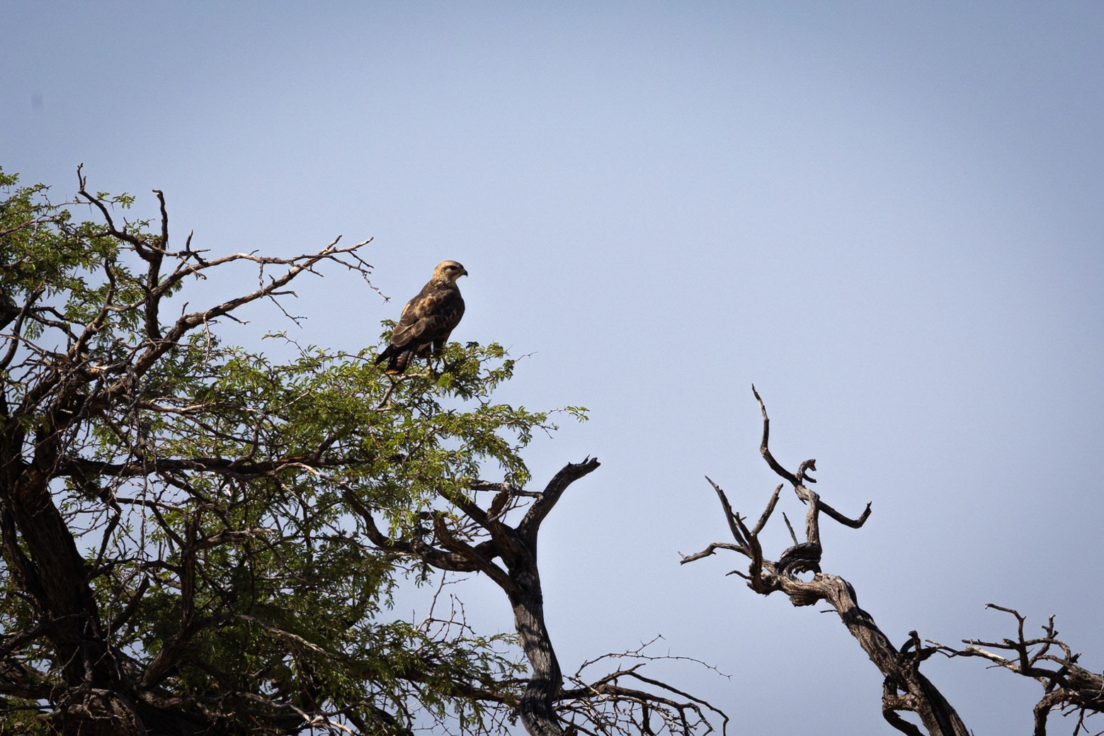 Common Buzzard ? ©McNairnPhotography