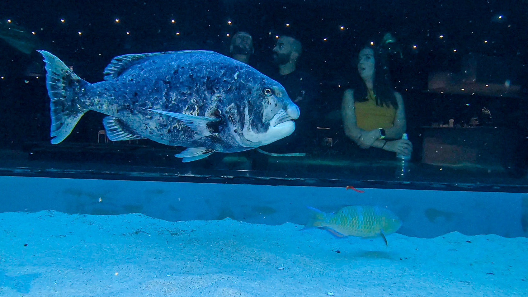 Two Oceans Aquarium ©McNairnPhotography