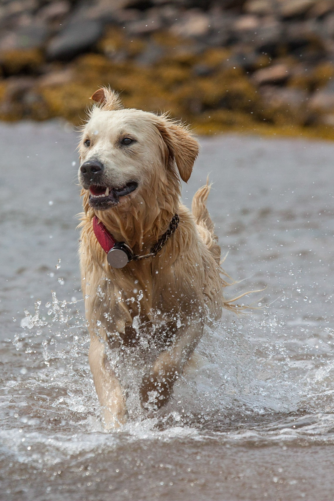 ©McNairnPhotography