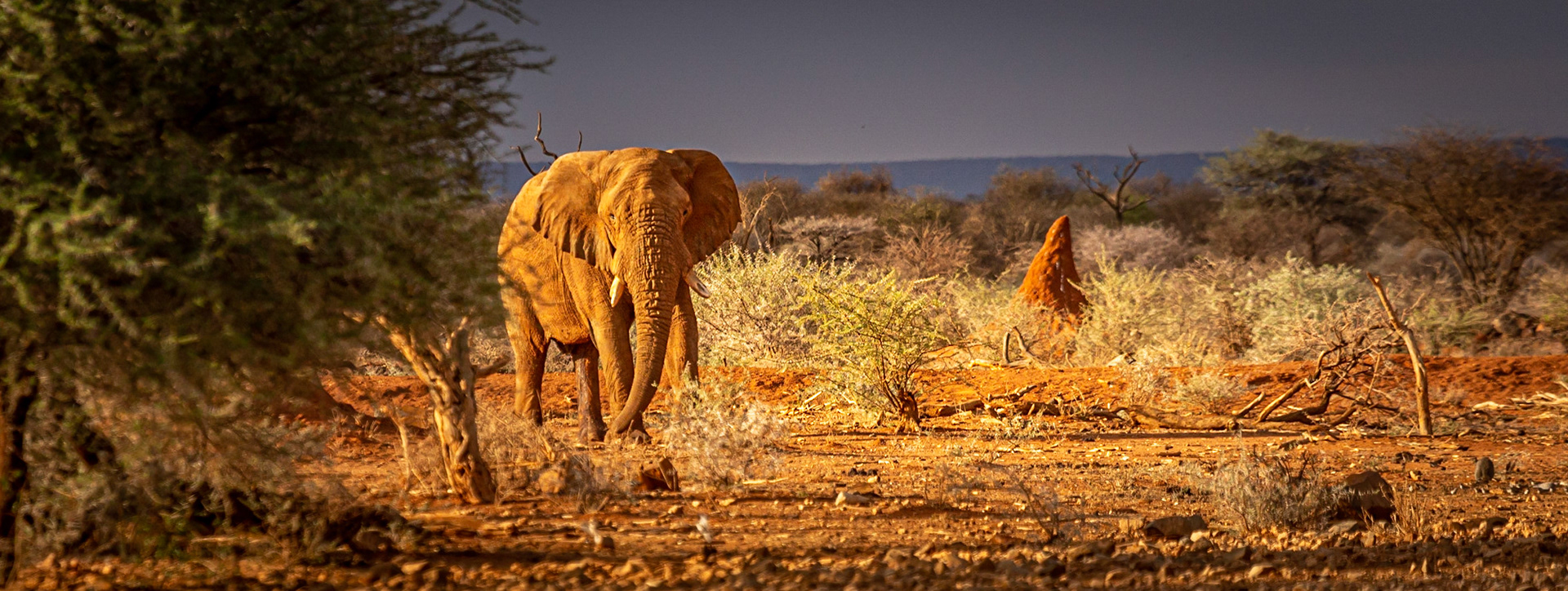 ©McNairnPhotography