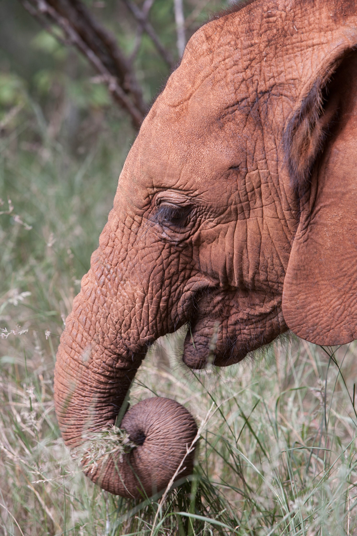 Sheldrick Wildlife Trust ©McNairnPhotography