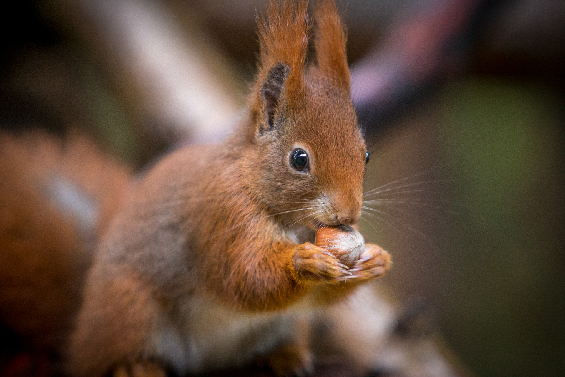 ©McNairnPhotography