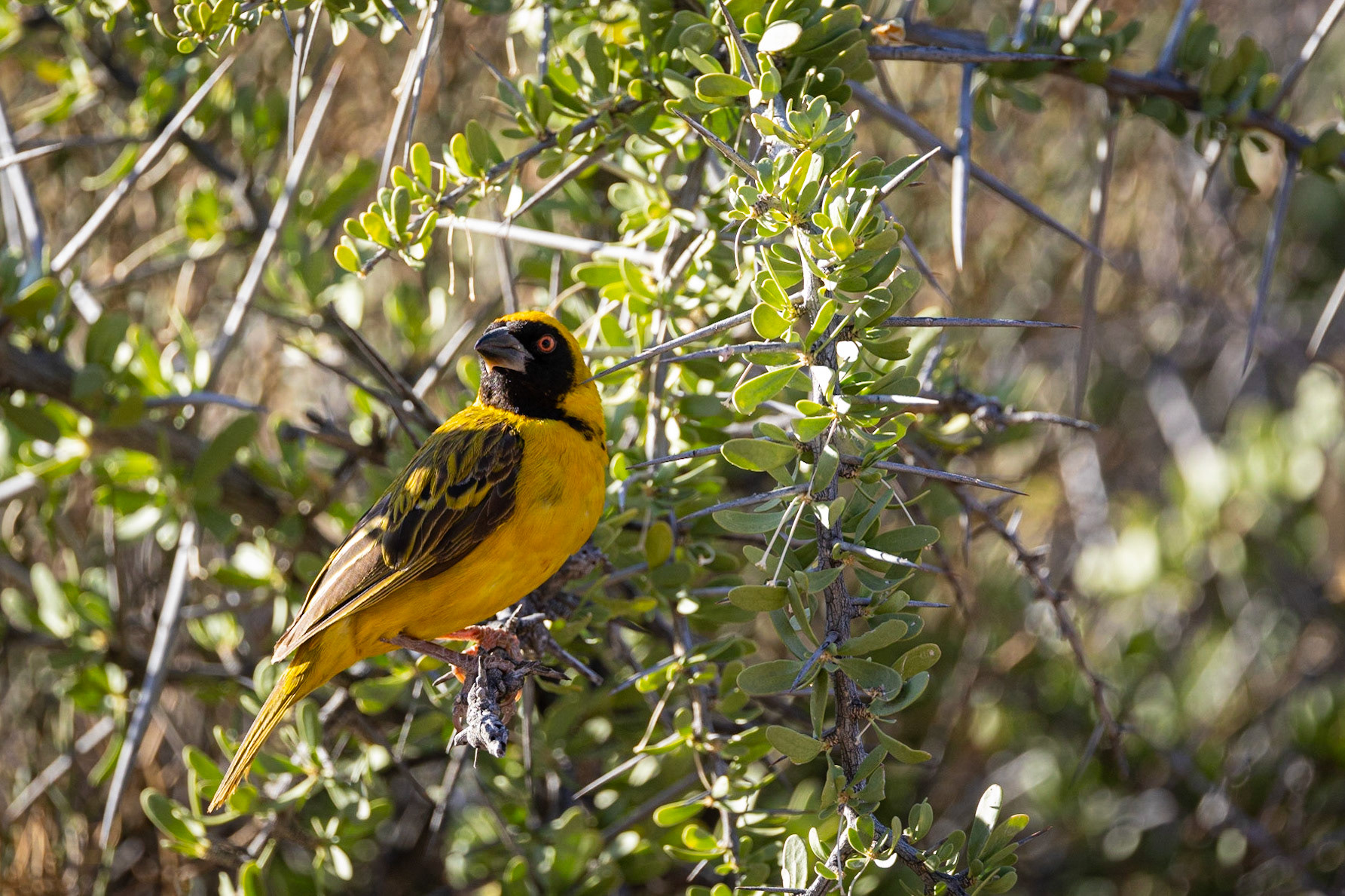 Southern Masked Weaver ©McNairnPhotography