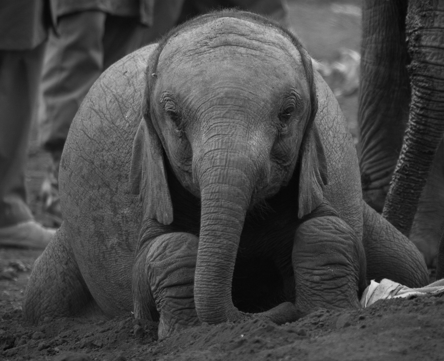 Sheldrick Wildlife Trust ©McNairnPhotography