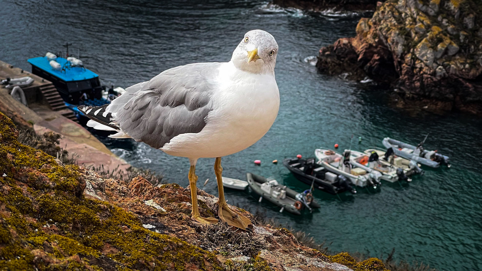 Reserva Natural das Berlengas