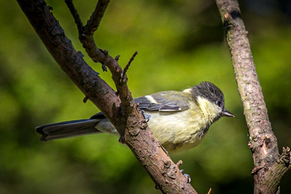 Great Tit  ©McNairnPhotography