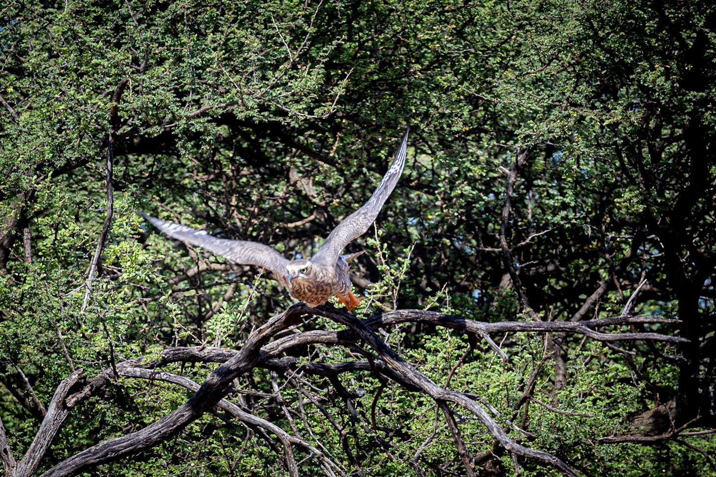 Buzzard ? ©McNairnPhotography