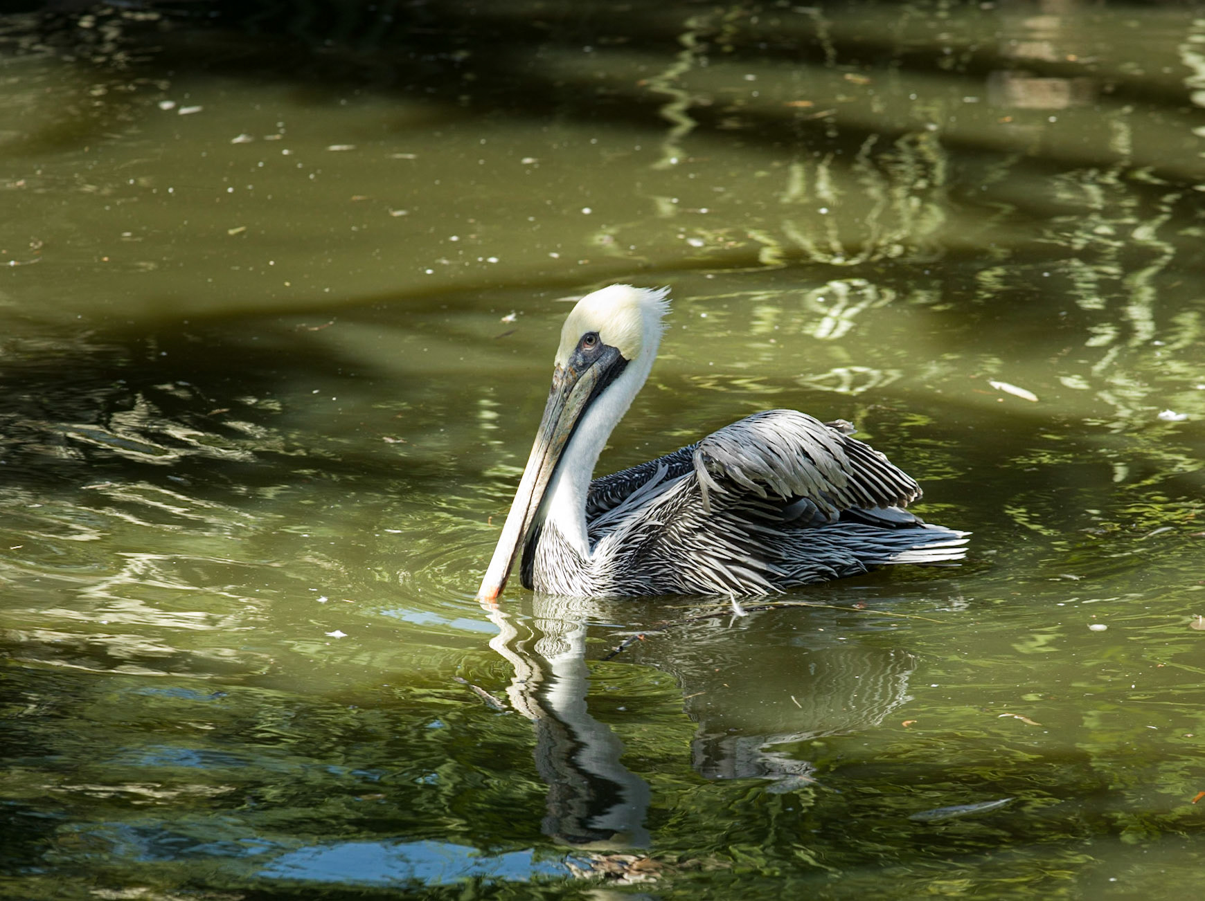 Brown Pelican ? ©McNairnPhotography