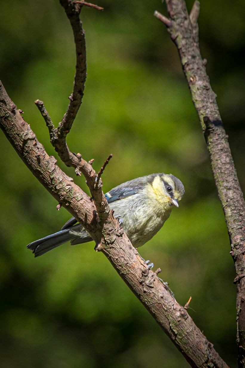 Eurasian Blue Tit ©McNairnPhotography