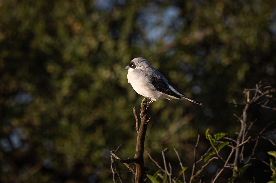 ? ©McNairnPhotography