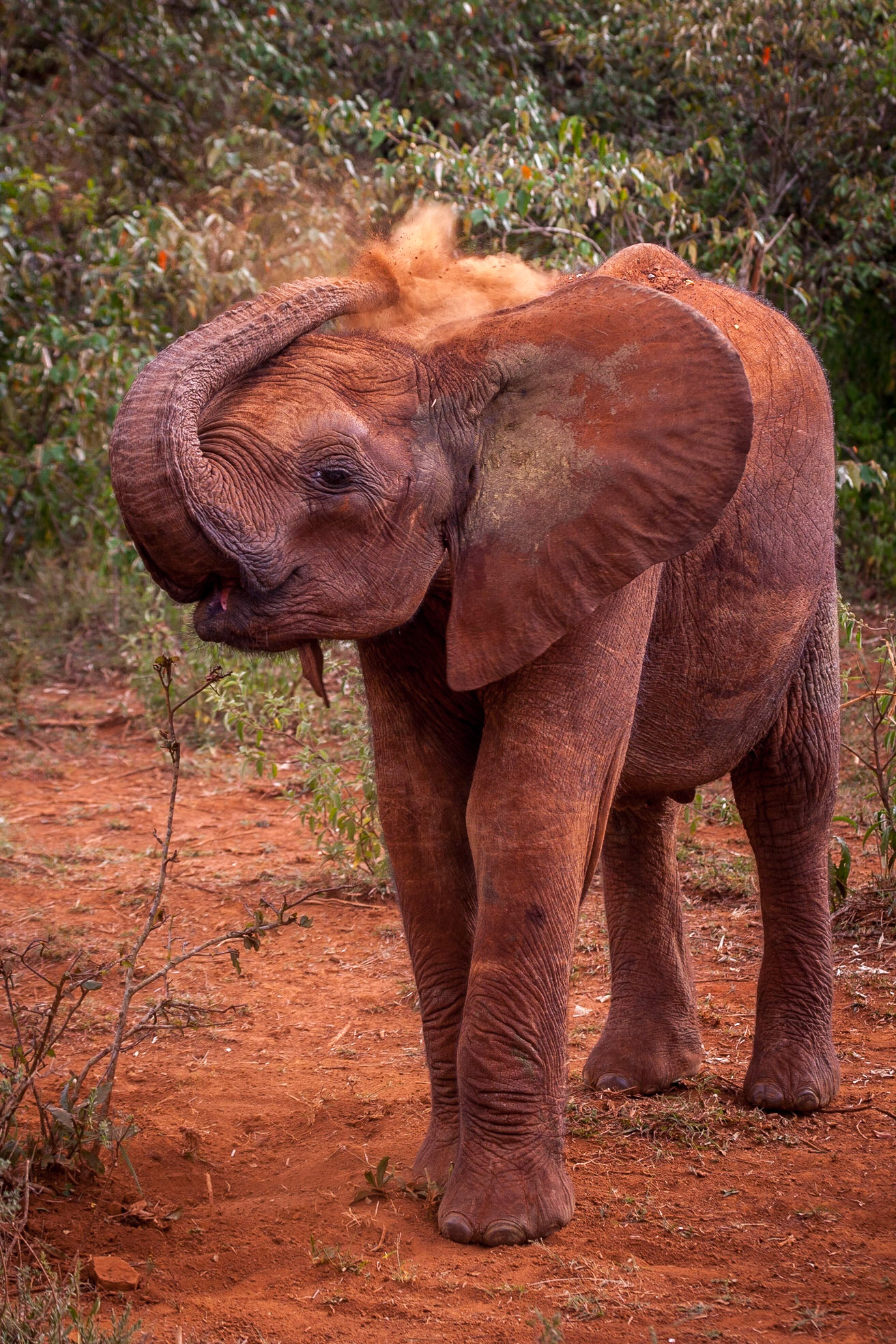 Sheldrick Wildlife Trust ©McNairnPhotography