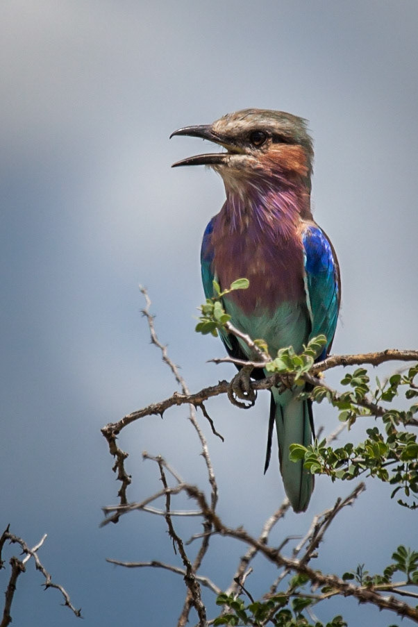 Lilac Roller ©McNairnPhotography