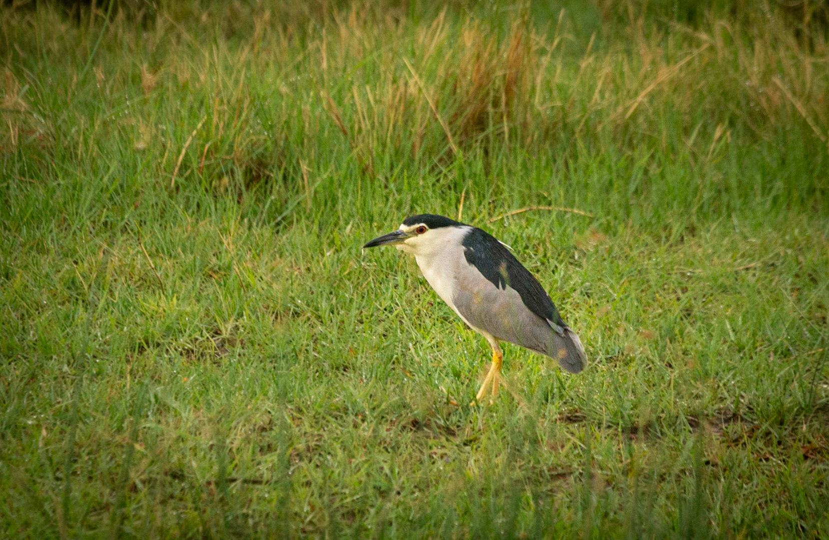 Black-crowned Night Heron ©McNairnPhotography