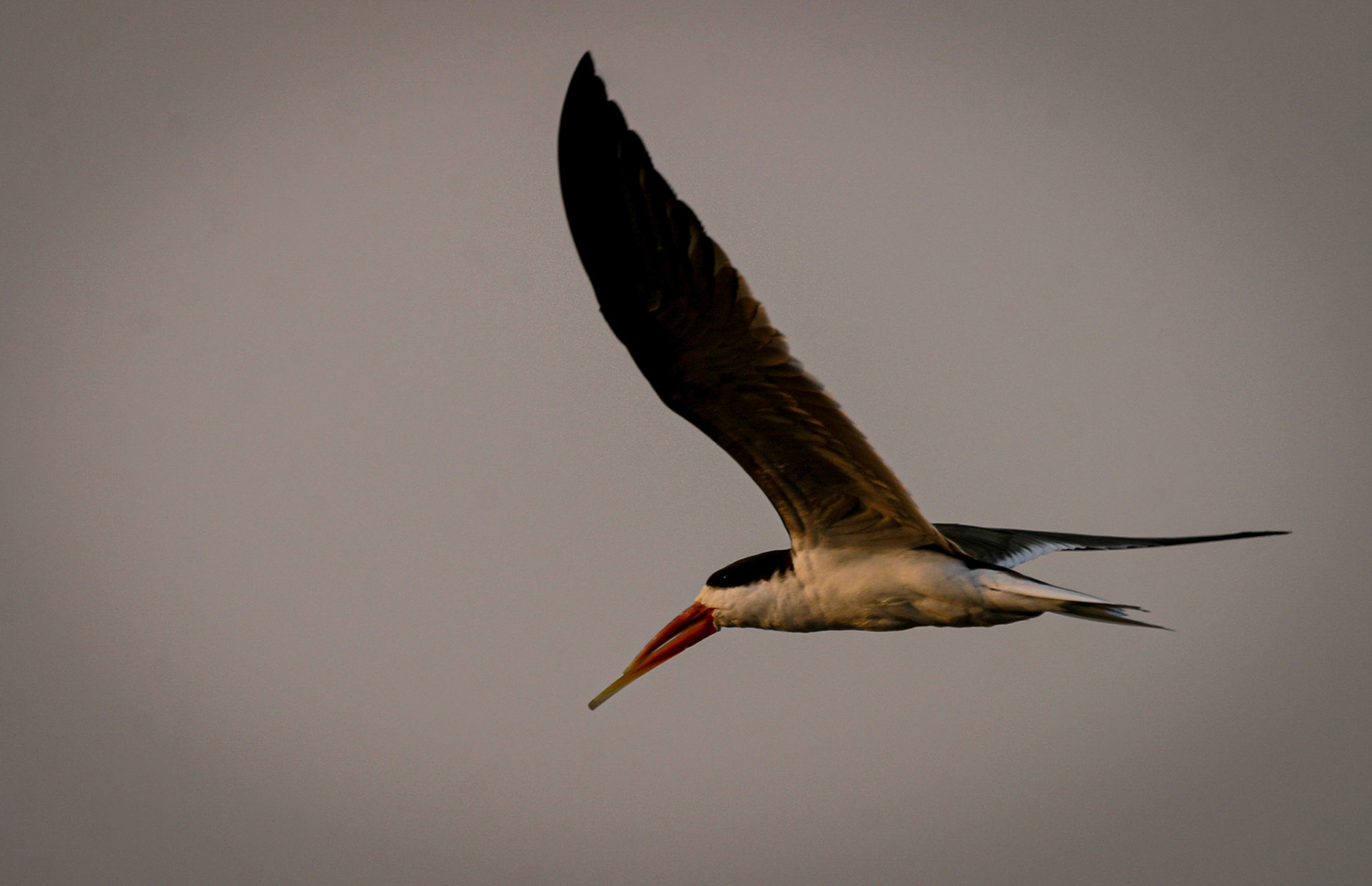 African Skimmer ©McNairnPhotography