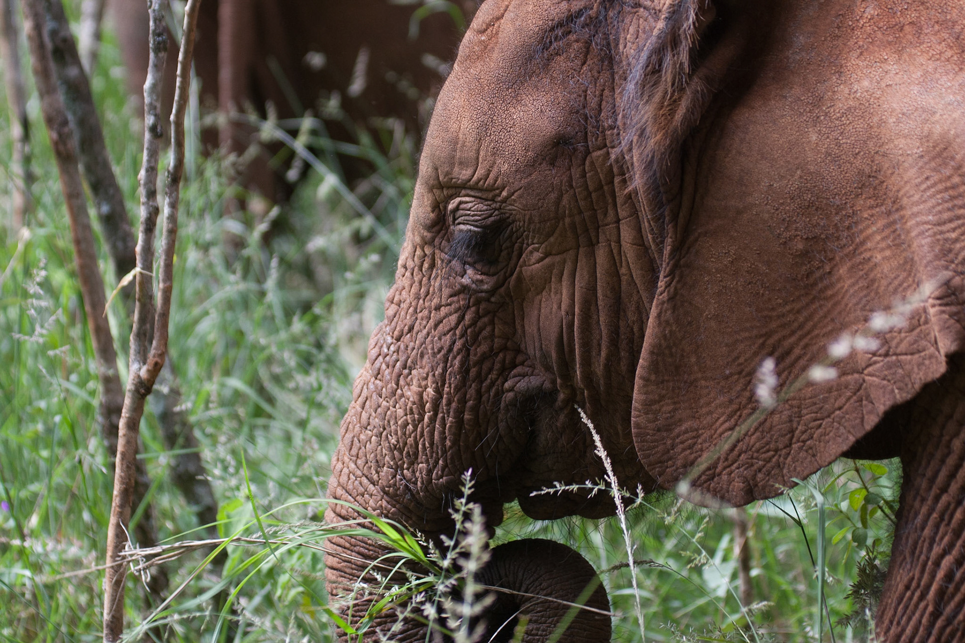 Sheldrick Wildlife Trust ©McNairnPhotography