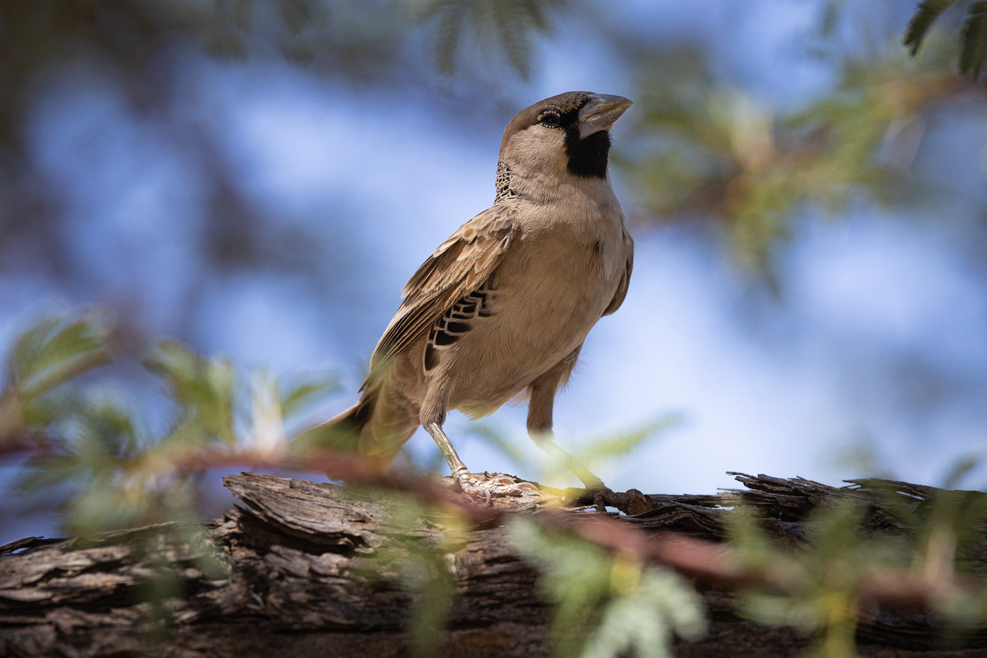 Sociable Weaver ©McNairnPhotography