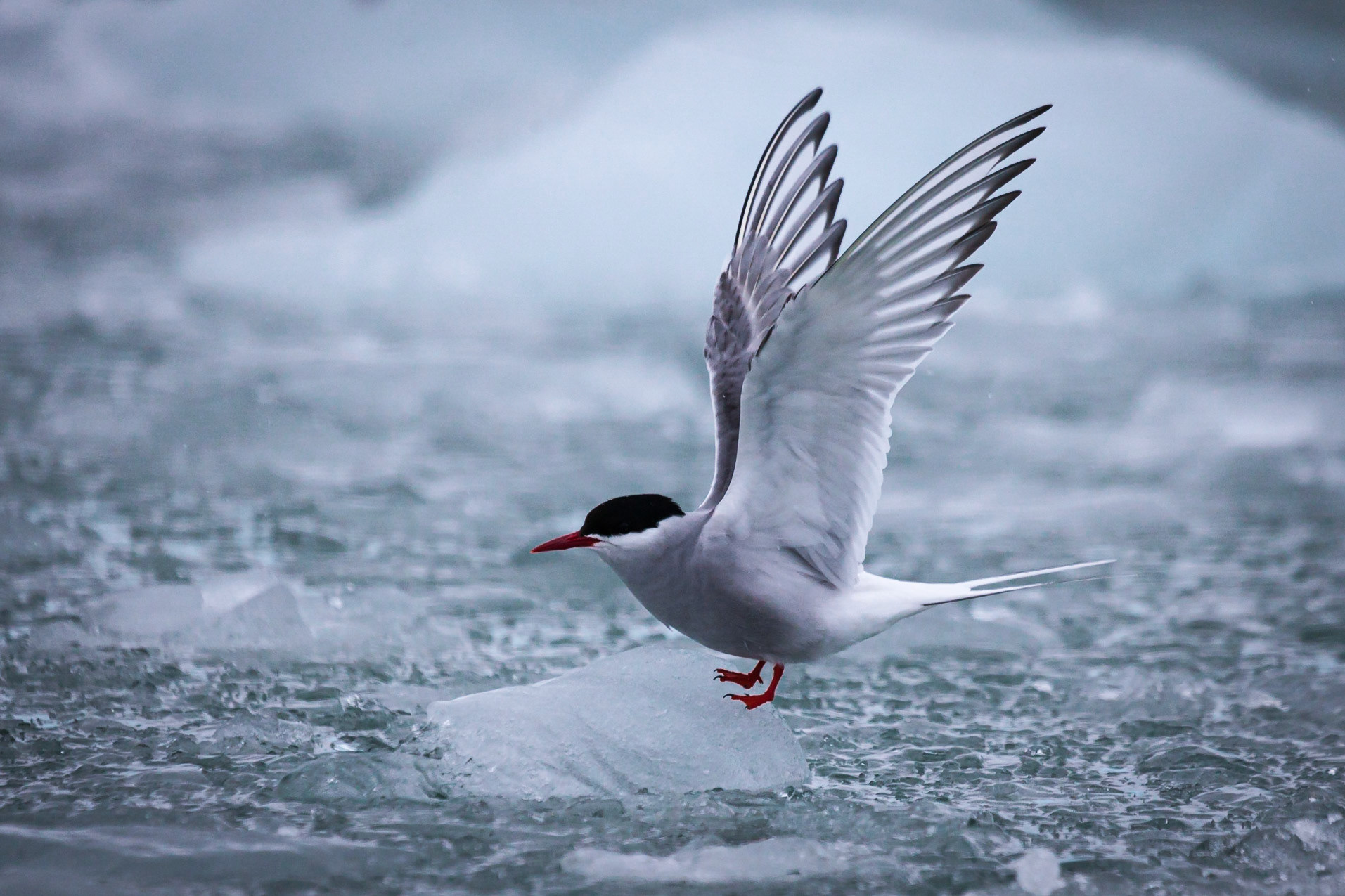 Arctic Tern  ©McNairn.com