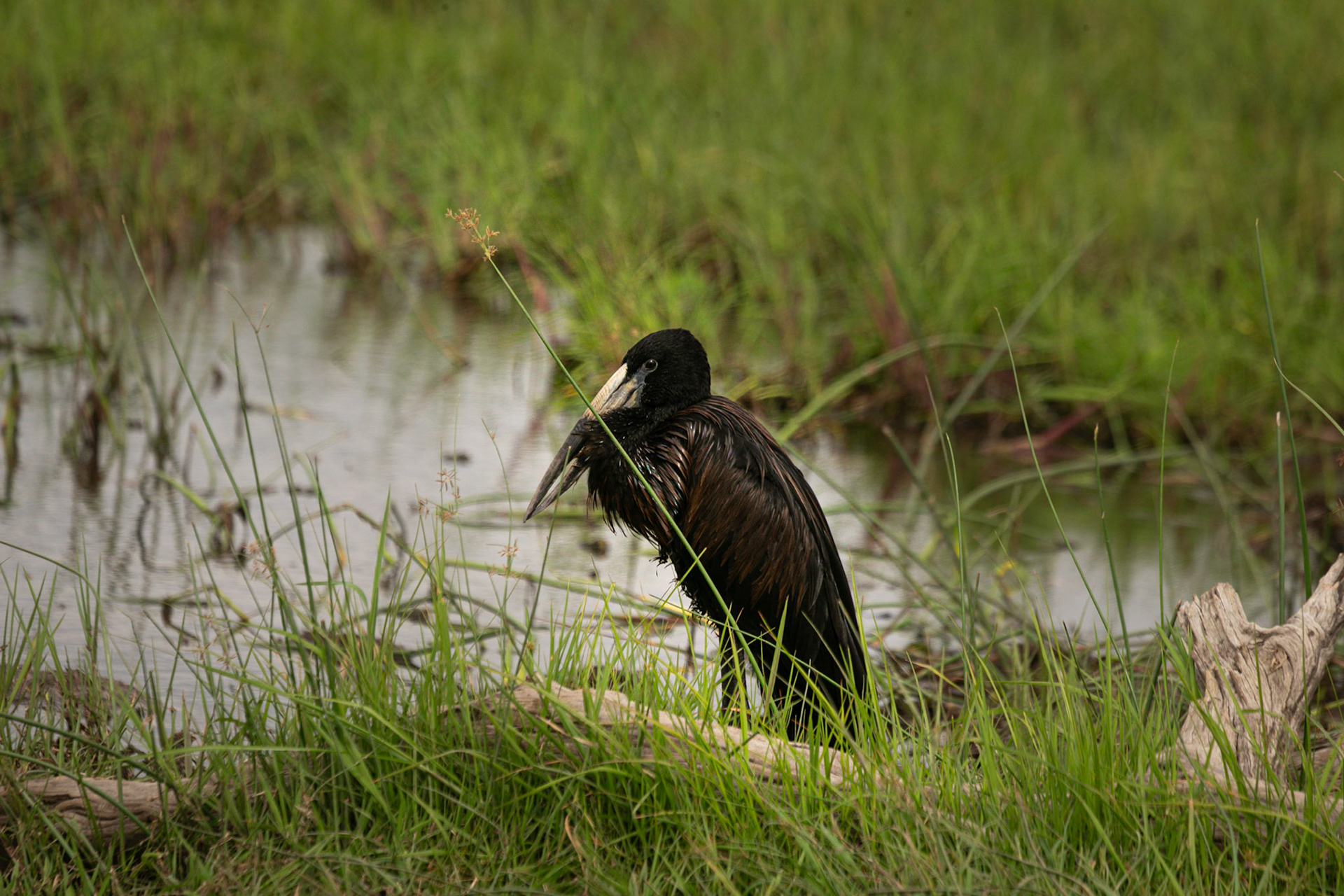 African Openbill ©McNairnPhotography