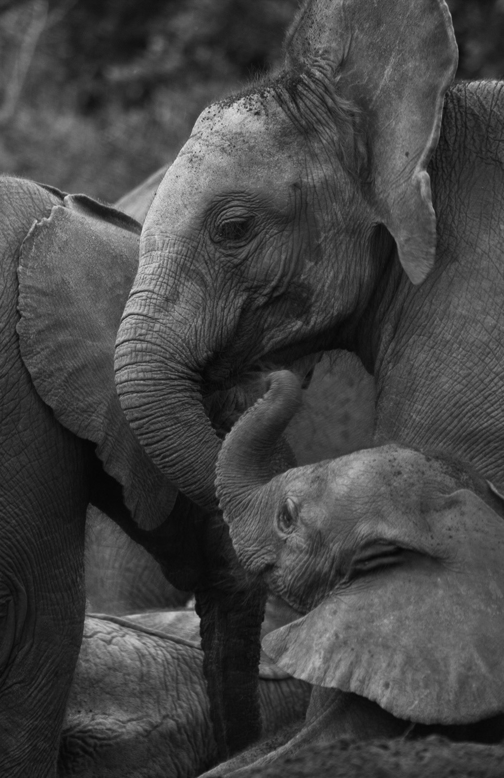 Sheldrick Wildlife Trust ©McNairnPhotography