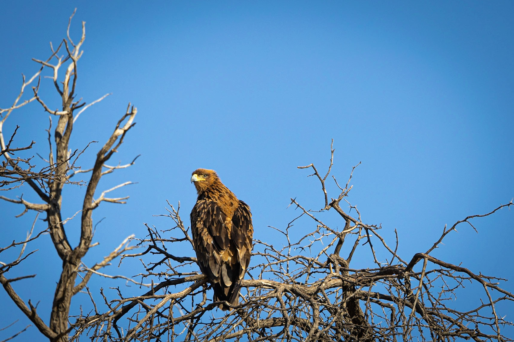 Tawny Eagle ©McNairnPhotography