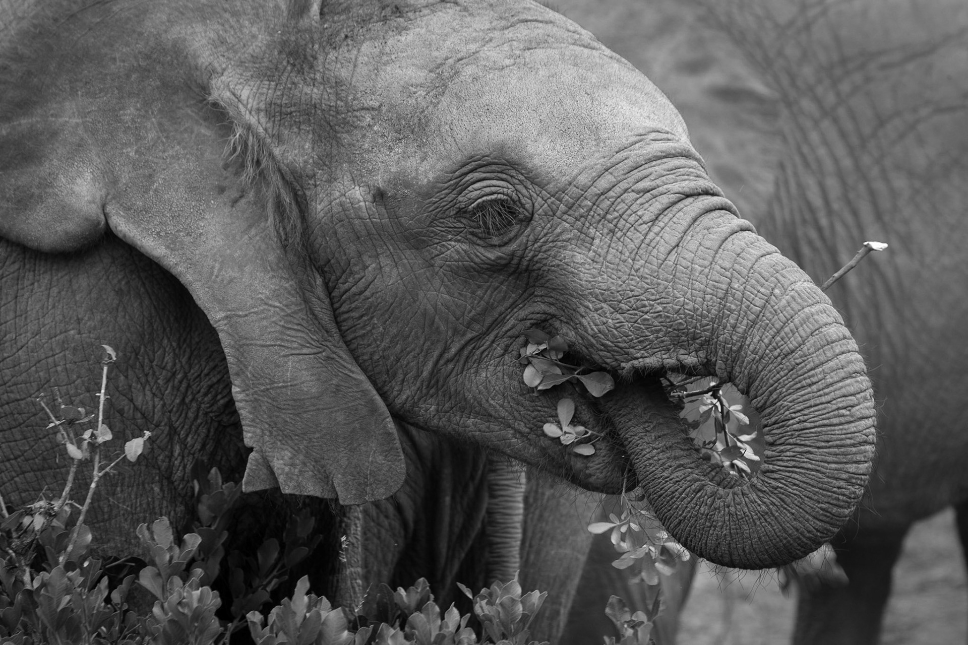 Sheldrick Wildlife Trust ©McNairnPhotography