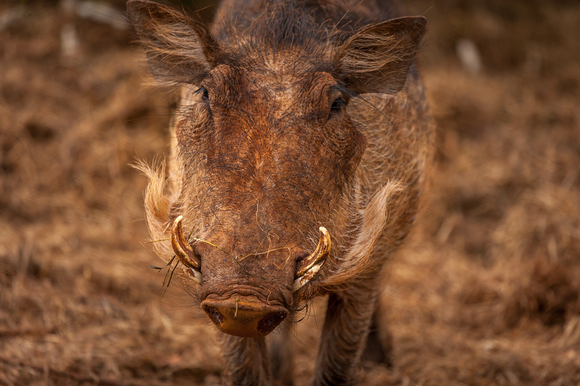 ©McNairnPhotography