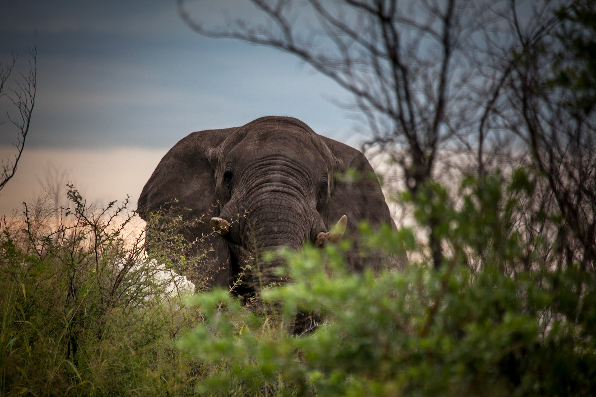 ©McNairnPhotography