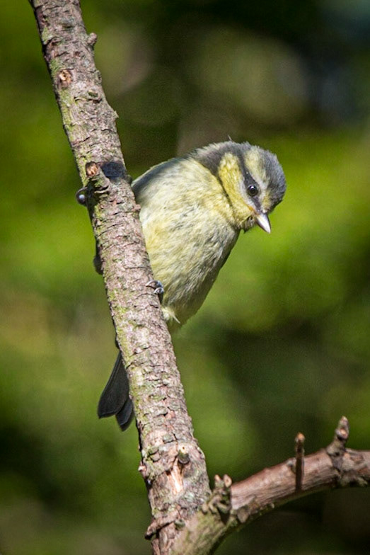 Blue Tit ©McNairnPhotography