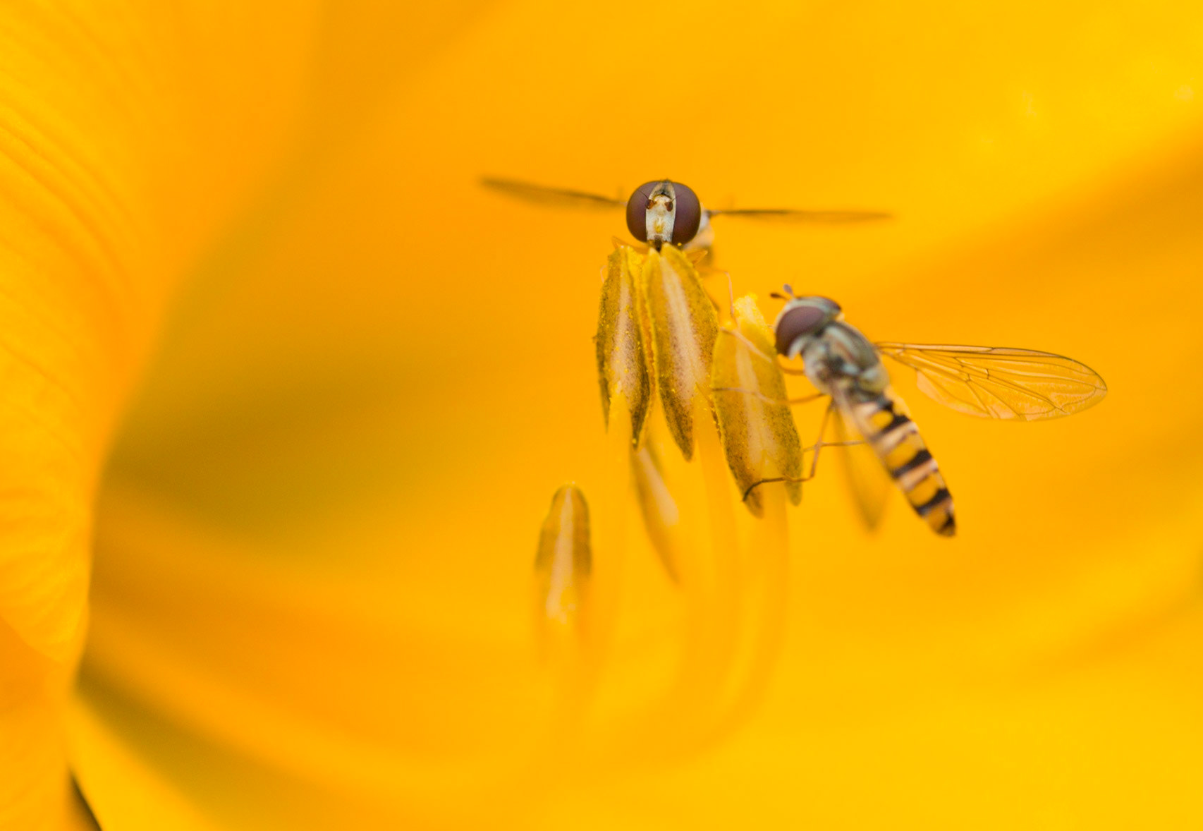 ©McNairnPhotography