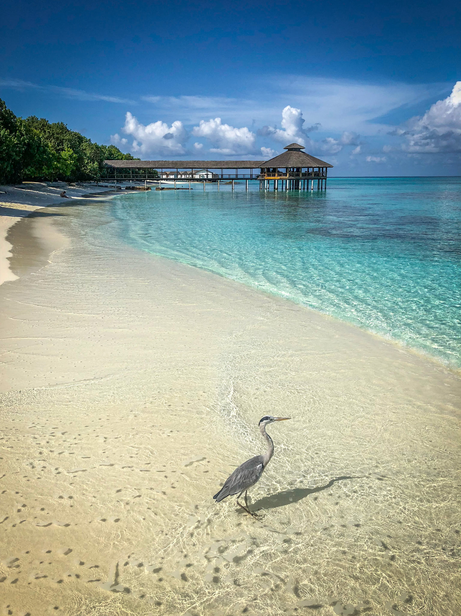 Grey Heron ©McNairnPhotography