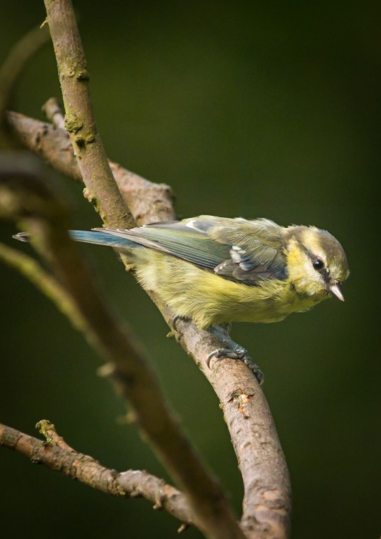 Blue Tit ©McNairn.com