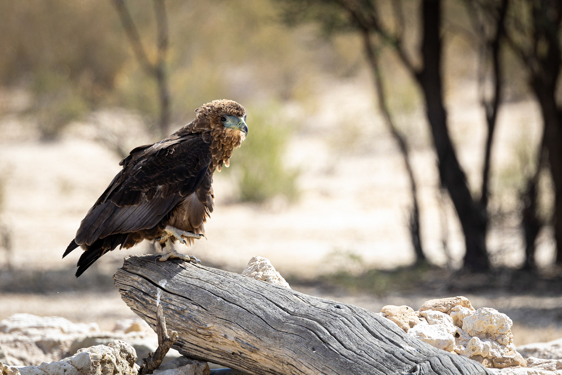 Juvenile Bateleur ©McNairnPhotography
