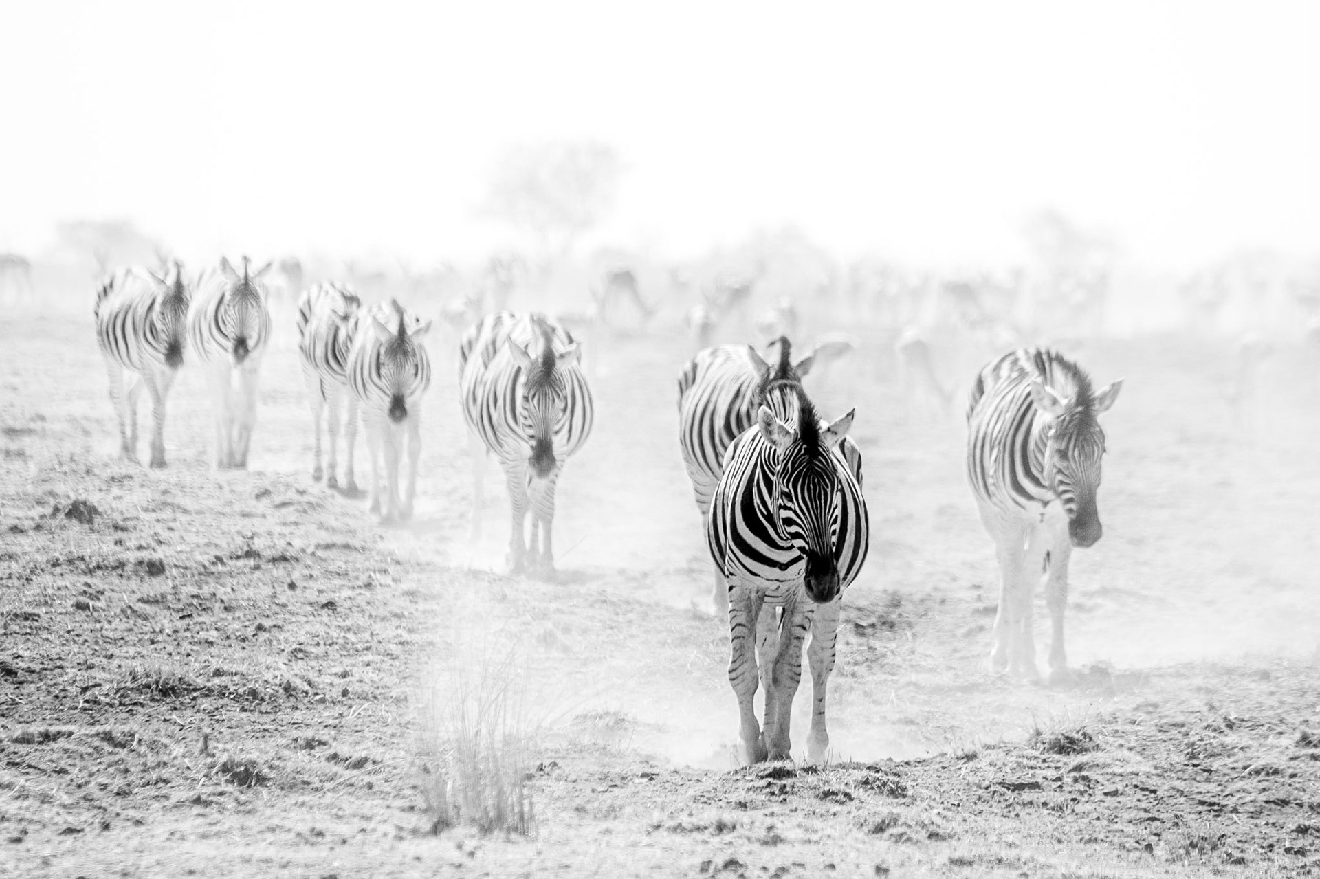 ©McNairnPhotography