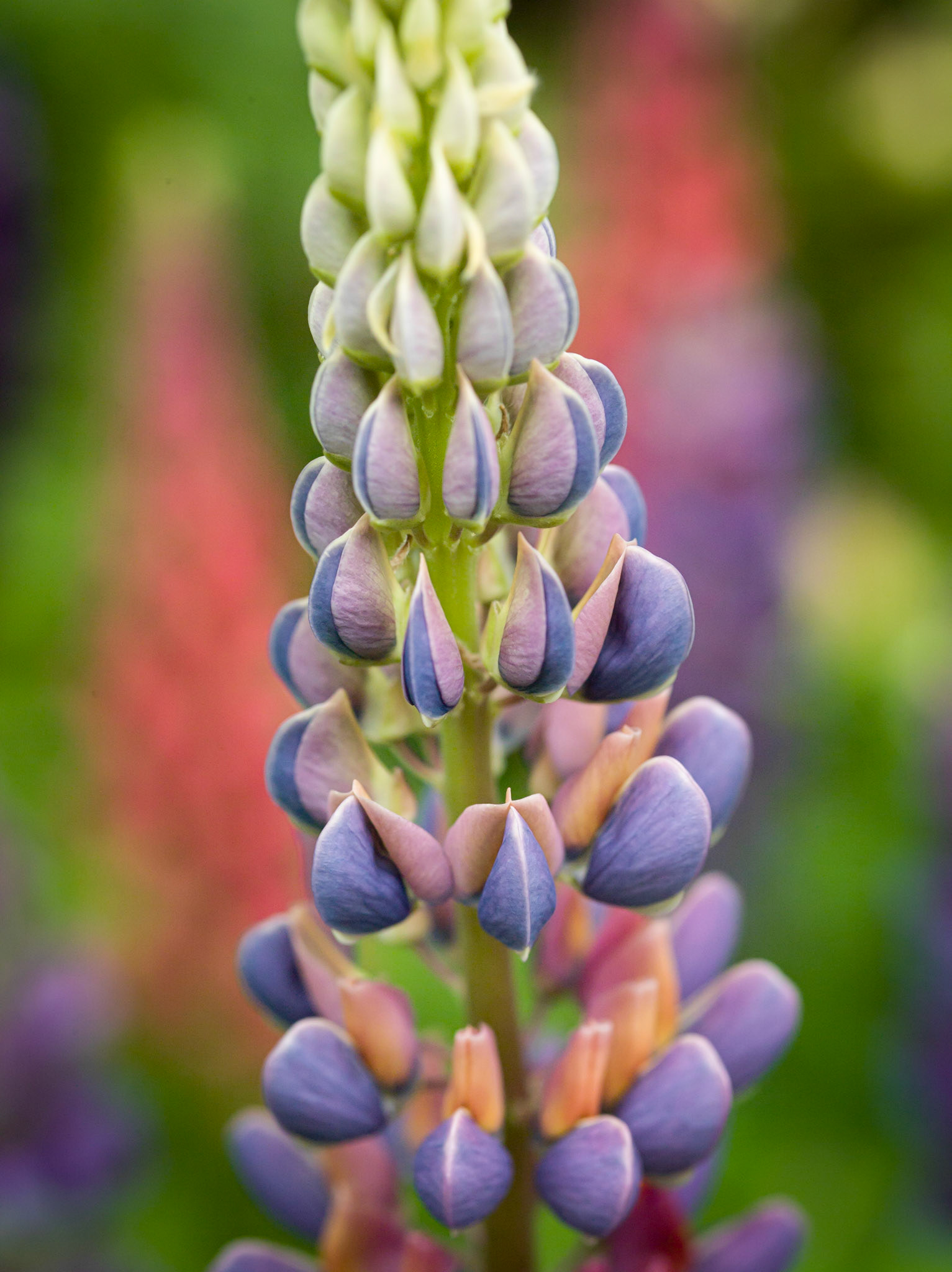 ©McNairnPhotography