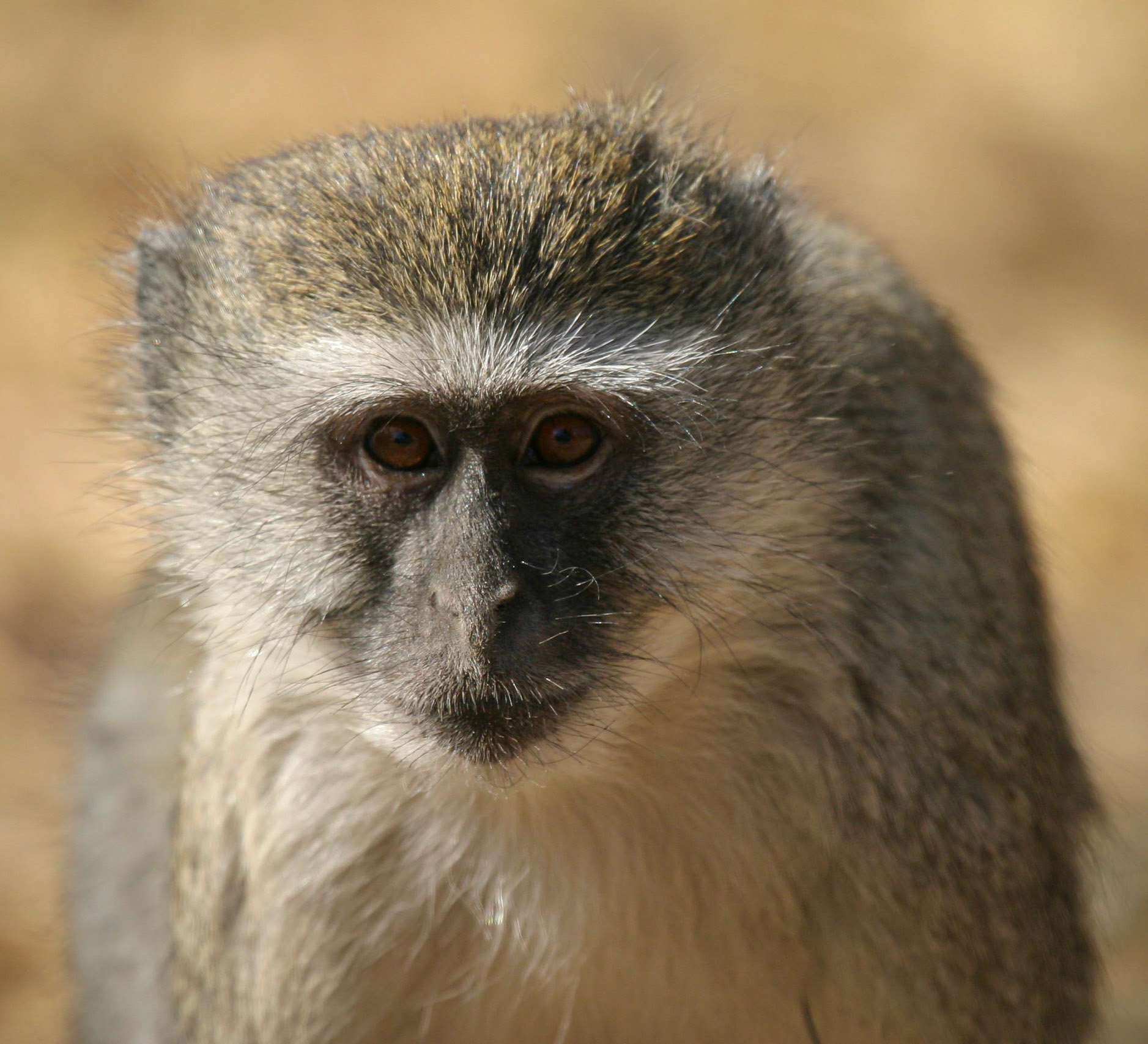 Botswana ©McNairnPhotography