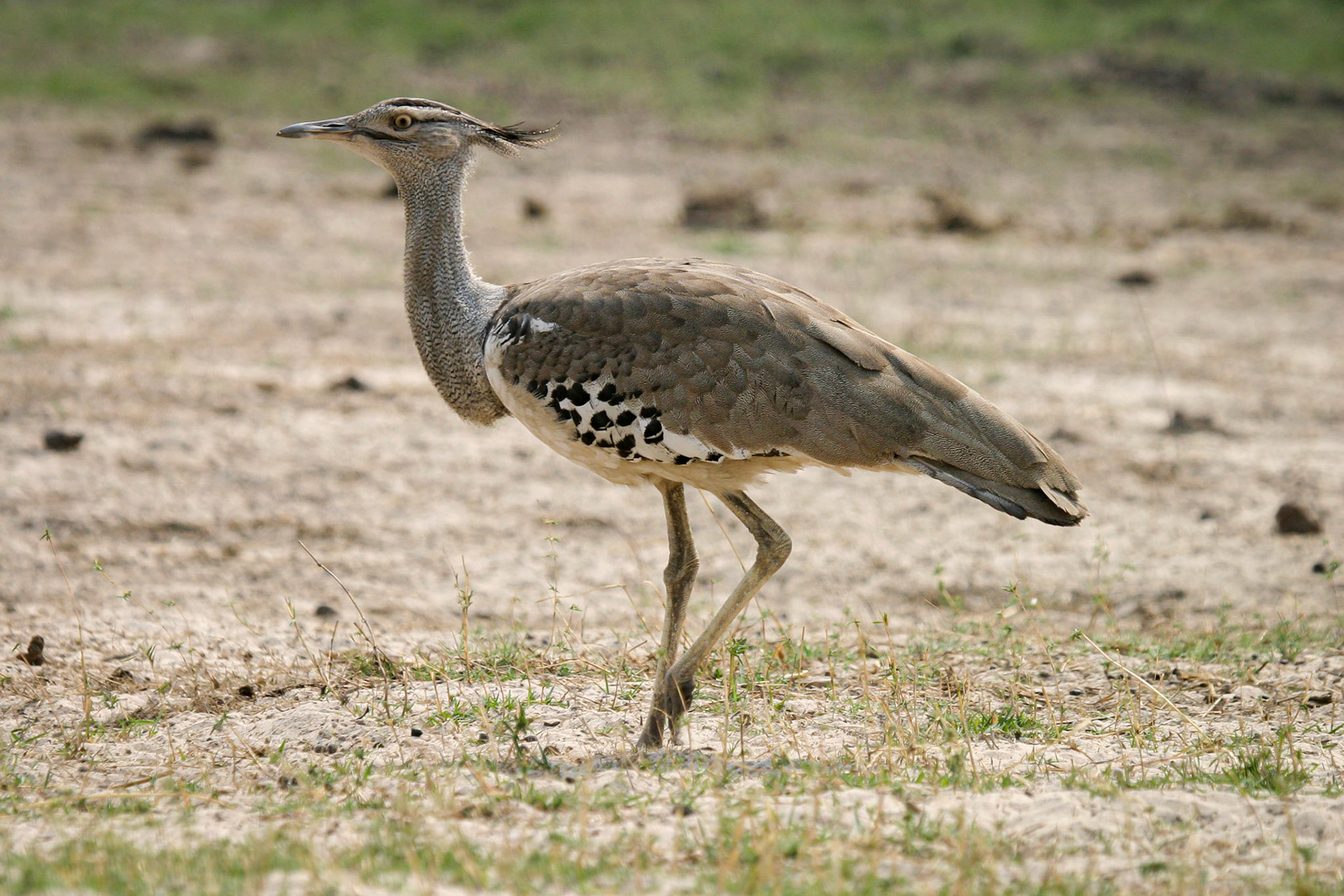 Kori Bustard ©McNairnPhotography