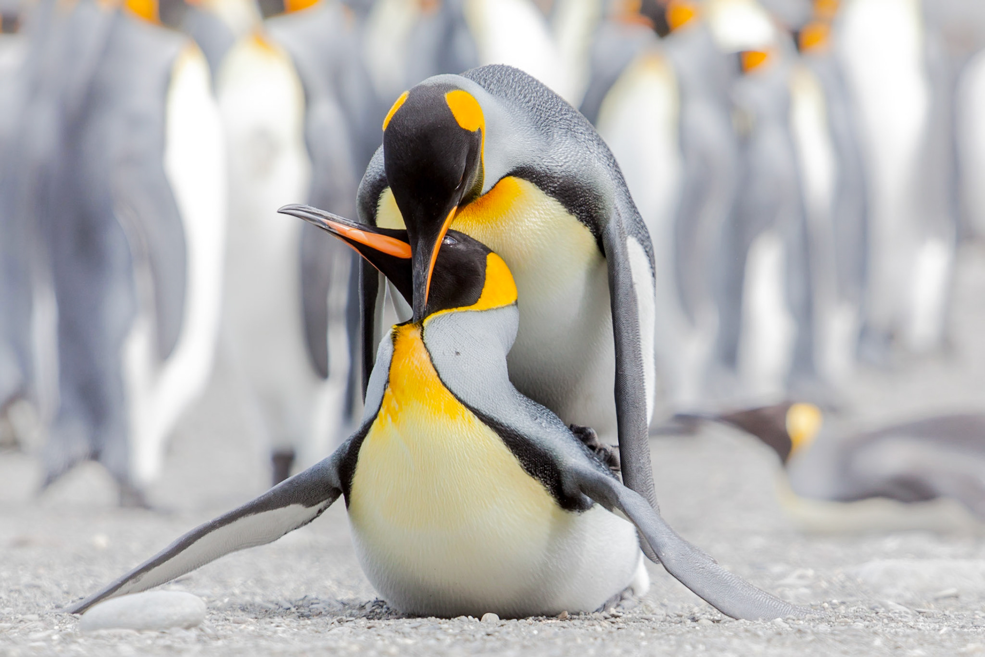 King Penguin ©McNairnPhotography