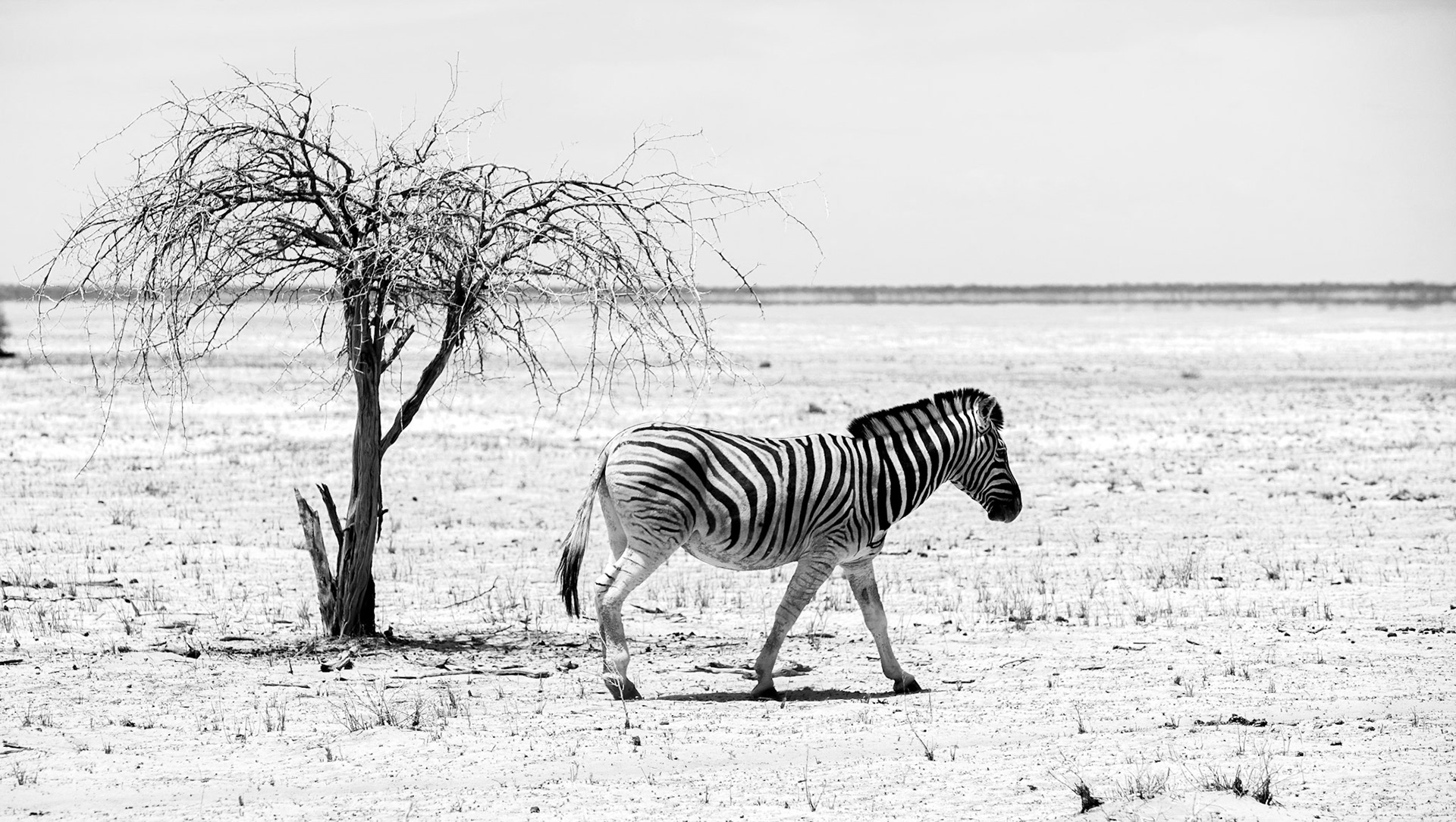 ©McNairnPhotography