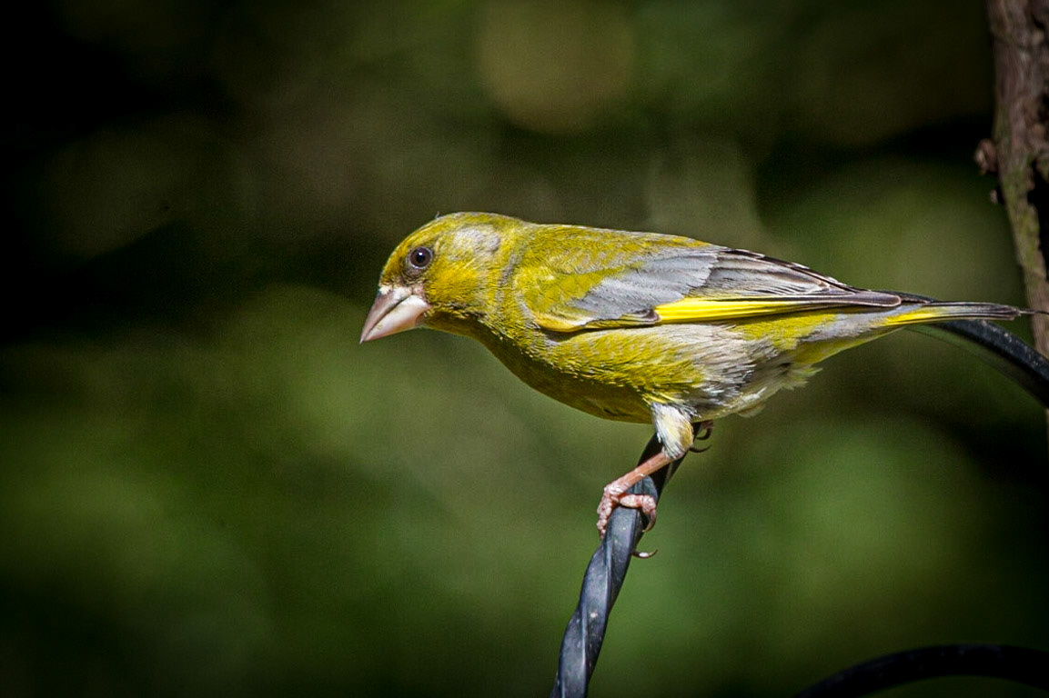 European Greenfinch ©McNairnPhotography