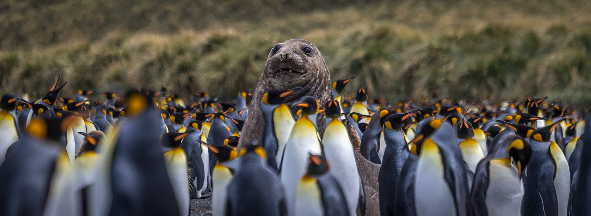 ©McNairnPhotography