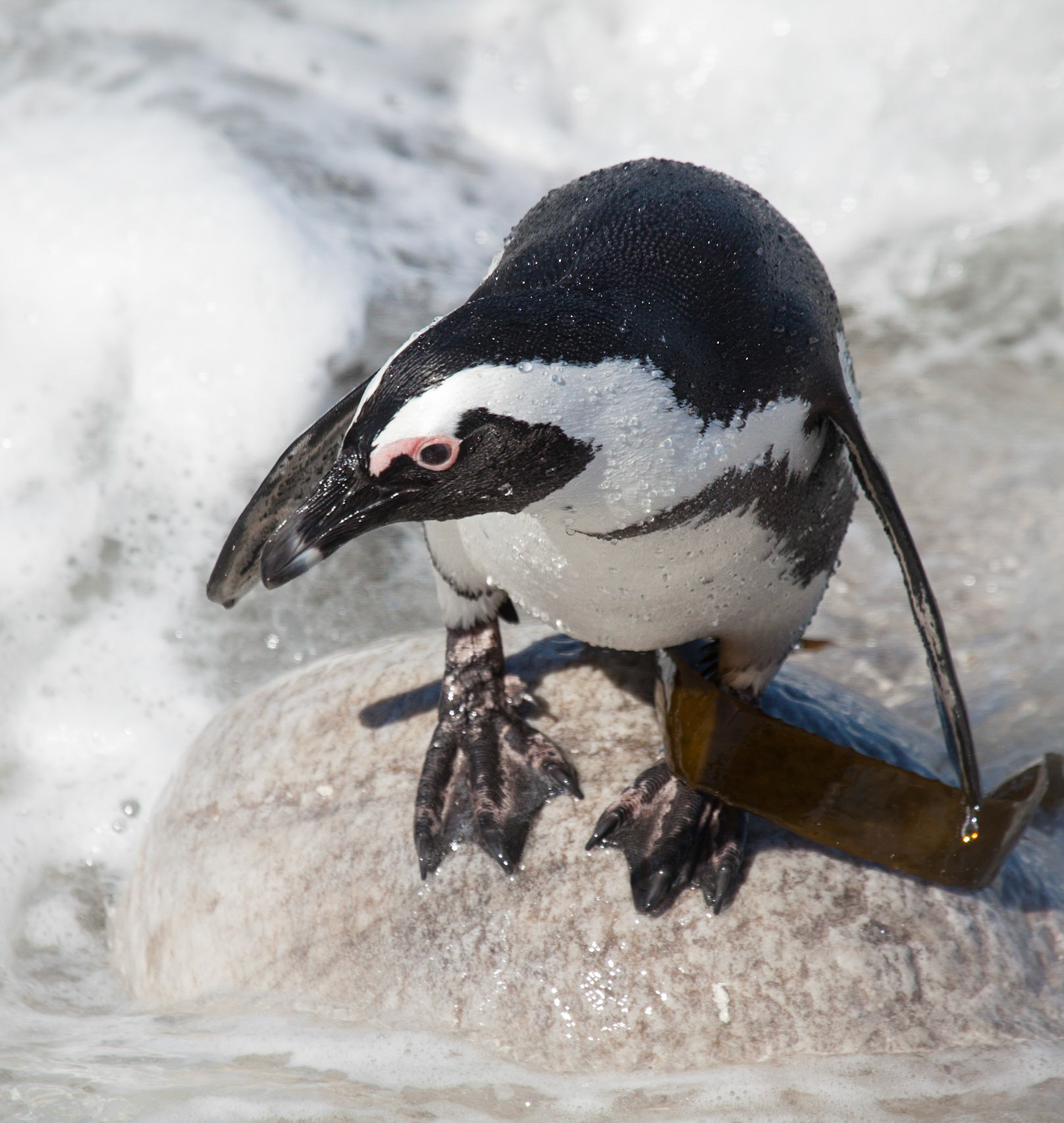 African Penguin © McNairnPhotography