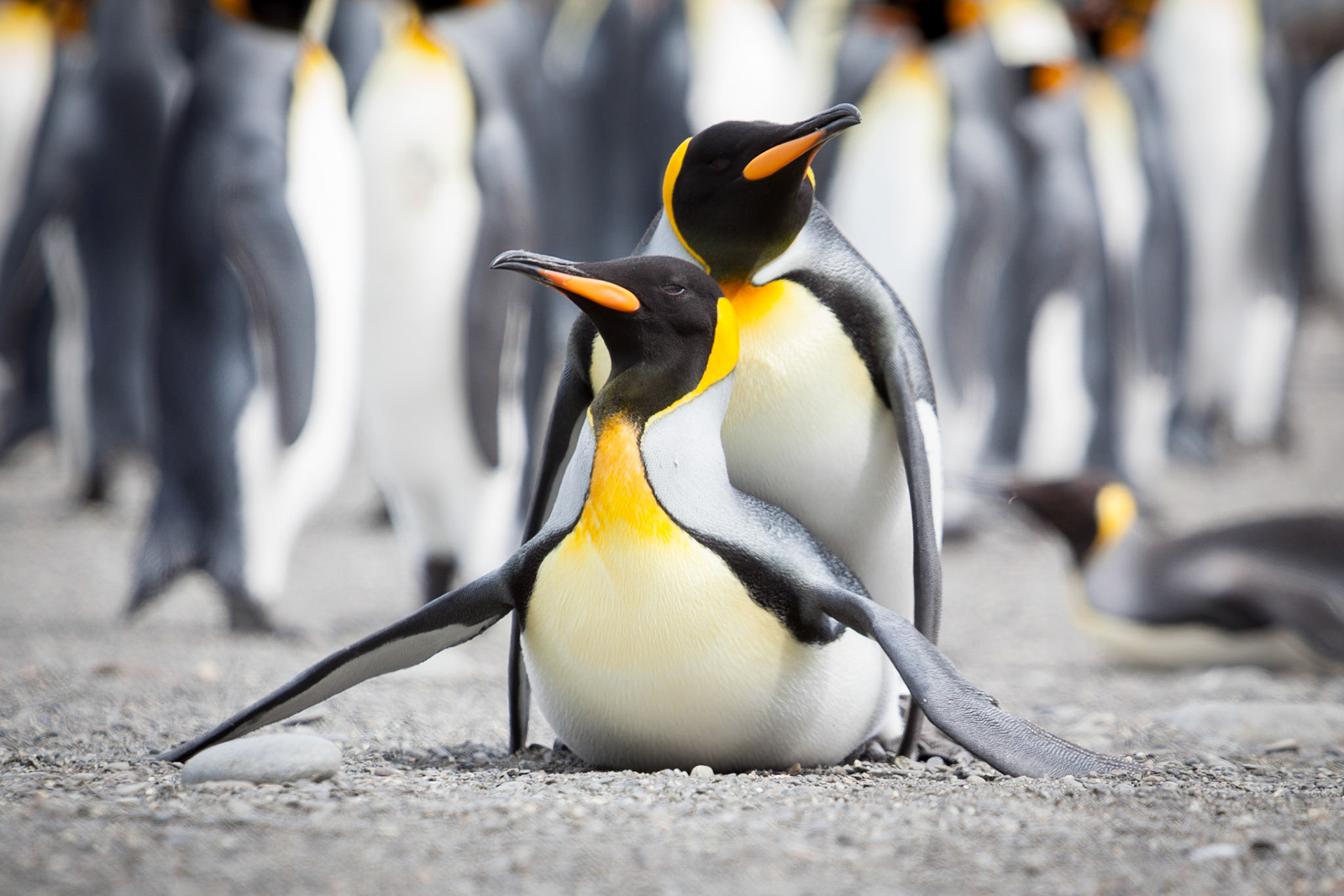King Penguin ©McNairn.com
